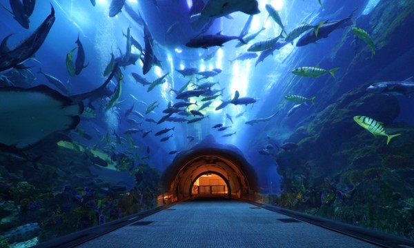 Dubai Aquerium & Under water zoo